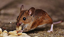 24 Hour & Emergency Exterminators in Cleburne, TX